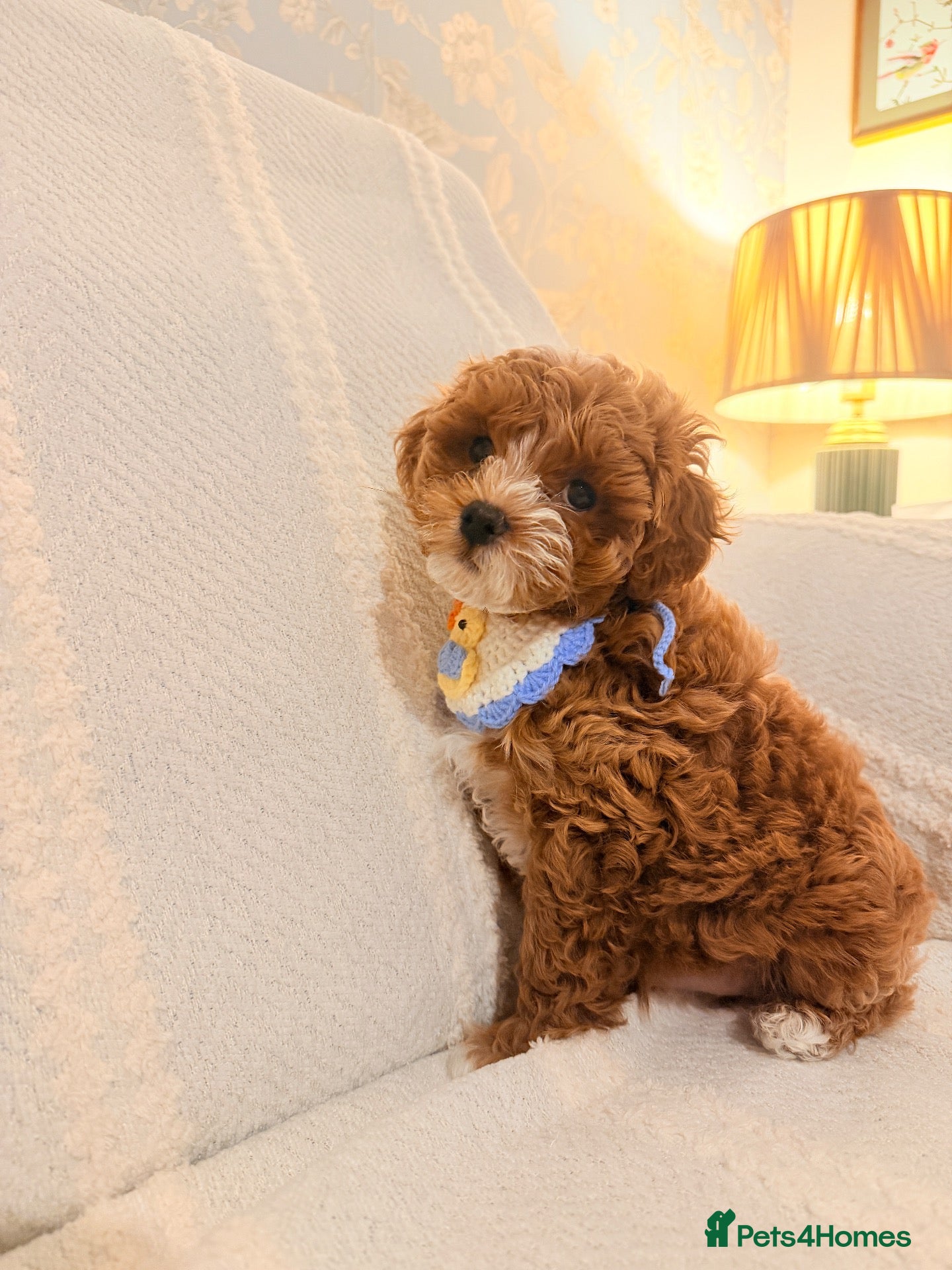 Maltipoo dogs for sale: Two Stunning Adorable Asian/Korea Maltipoo boys - Advert 2