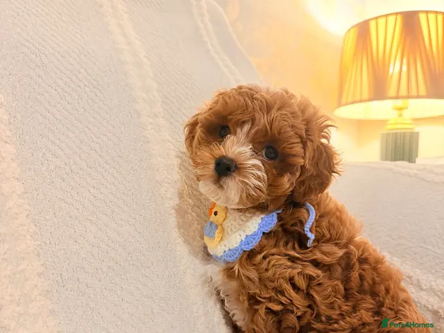Maltipoo dogs for sale: Two Stunning Adorable Asian/Korea Maltipoo boys - Advert 2