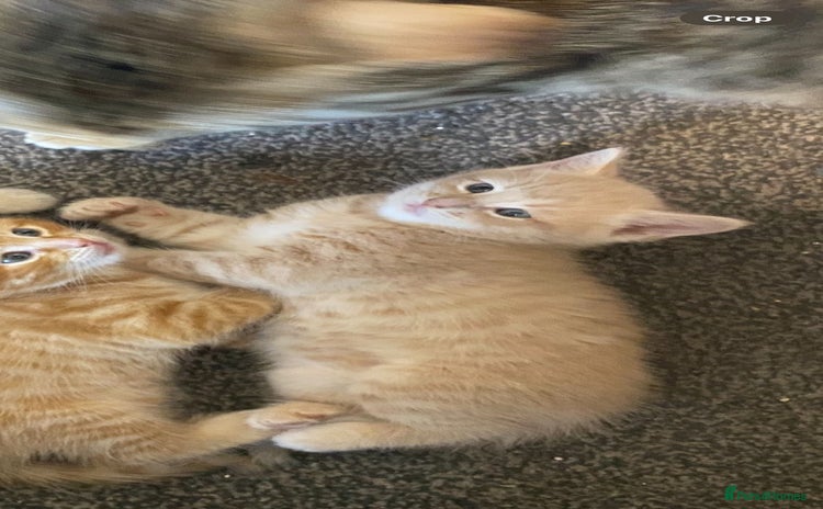 British Longhair cats - Advert 5