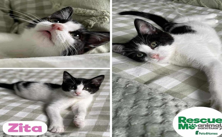 Mixed Breed cats - Advert 4