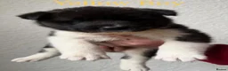 Akita dogs for sale: Chunky Akita puppies in Liverpool - Advert 6