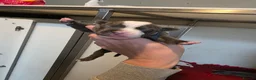 Staffordshire Bull Terrier dogs for sale: Kc staffordshire bull terrier puppies  - Advert 6