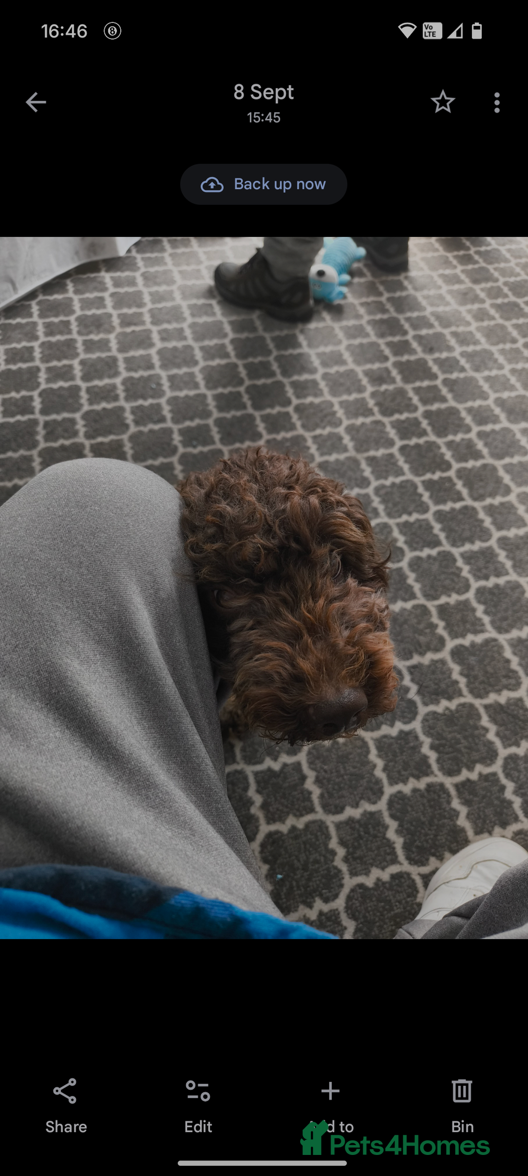 Cockapoo dogs for sale: Cockapoo  - Image 4