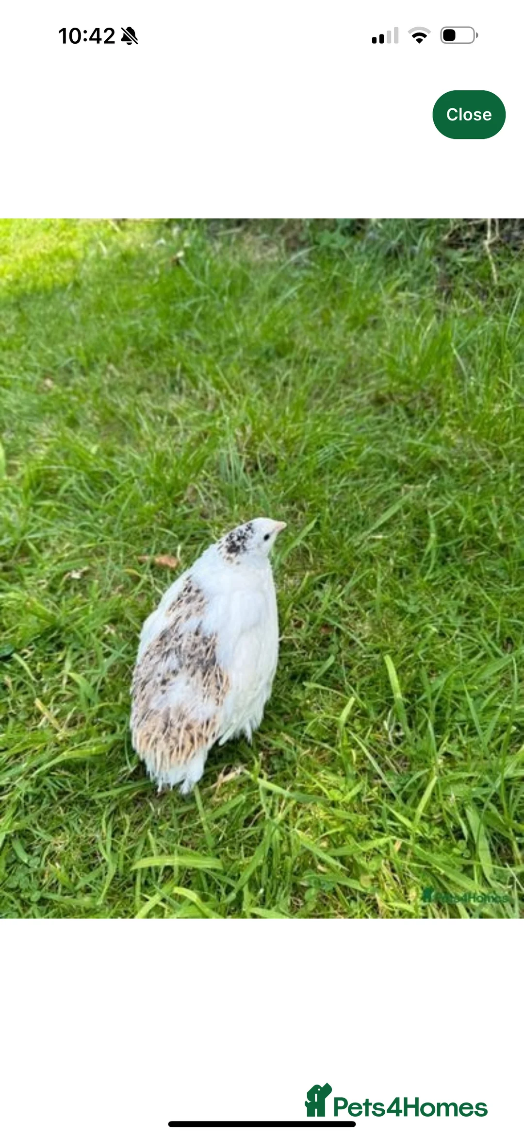 Quail poultry for sale: English White and Estonian breed quail  - Advert 2