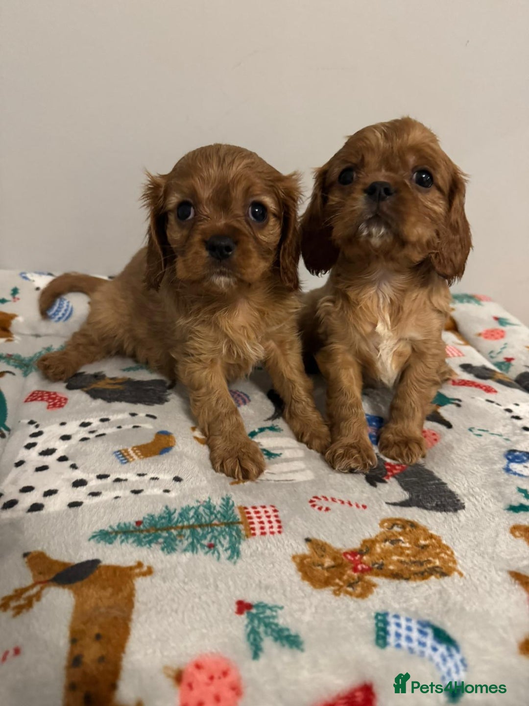 Cavalier King Charles Spaniel dogs for sale: Cavalier King Charles Spaniel Pups KC Reg - Advert 31