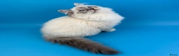 Ragdoll cats for sale: 💙 STUNNING GCCF GRCH SIRED RAGDOLL KITTENS 💙 - Advert 22