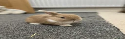 Mixed Breed rabbits for sale: Lion head x Holland lop babies  - Advert 32