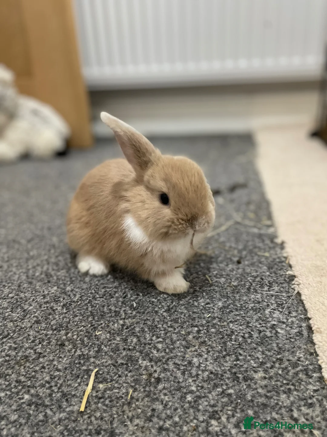 Mixed Breed rabbits for sale: Lion head x Holland lop babies  - Advert 32