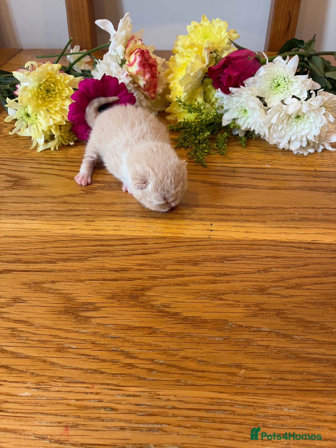 British Shorthair cats for sale: 5 TICA BRITISH SHORTHAIRED KITTENS - Image 17