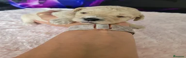 White female 