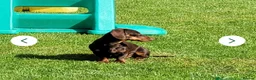 Chiweenie dogs for sale: Rehoming loving family Dachshund  - Advert 3