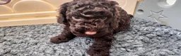 Cockapoo dogs for sale: READY NOW STUNNING CURLY CHOCOLATE MALE - Advert 32