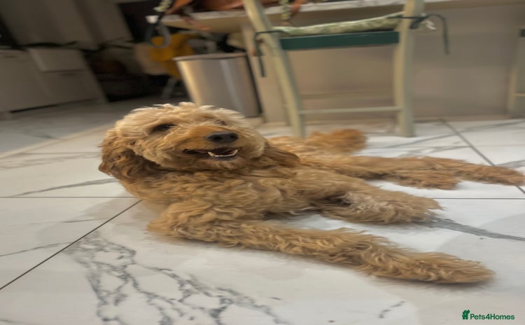 Goldendoodle dogs - Advert 1