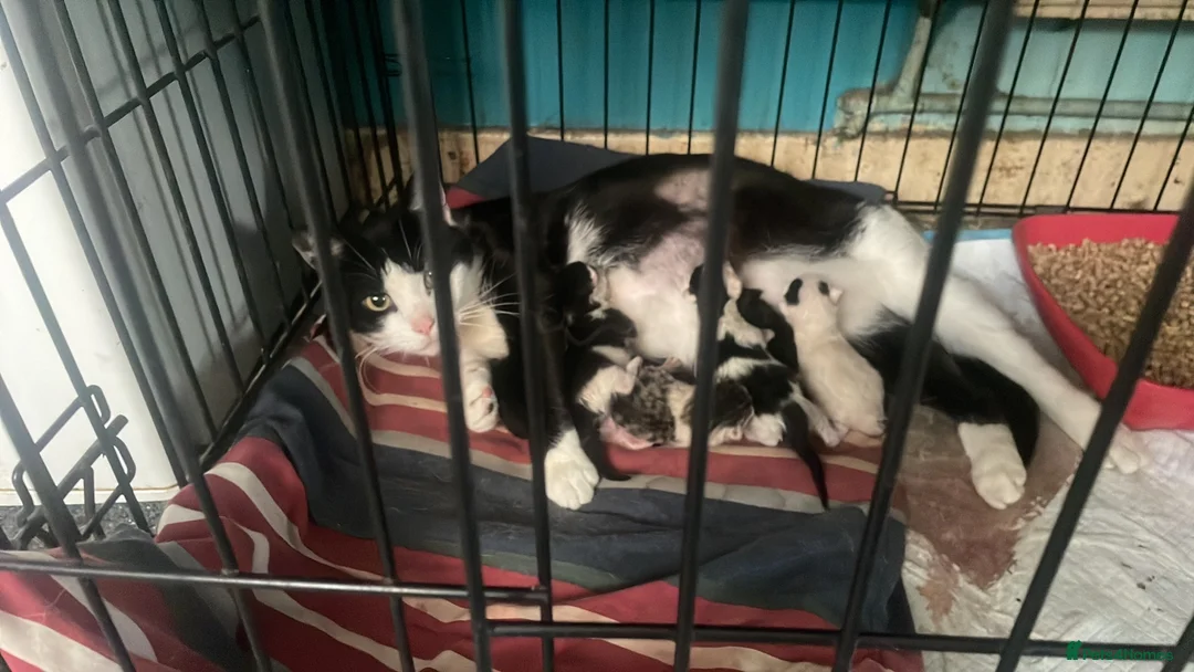 British Shorthair cats for sale: 1 female and 1 male kitten ready to leave now. - Advert 7