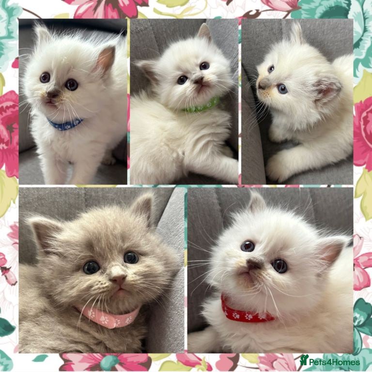Ragdoll cats Ragdoll kittens - Advert 1