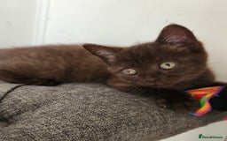 Havana Brown cats for sale: Rare Havana Brown's kittens - Image 14