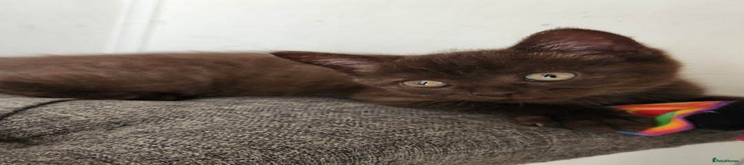 Havana Brown Kitten 3