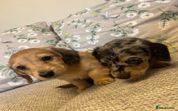 Miniature Dachshund dogs for sale: 2 long haired mini dachshunds available. - Image 4