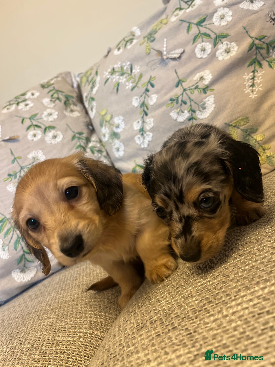 Miniature Dachshund dogs for sale: 2 long haired mini dachshunds available. - Image 4