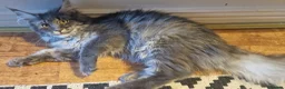 Maine Coon cats for sale: Last stunning Maine Coon kitten - Advert 5