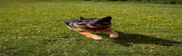 German Shepherd dogs for adoption: Kaiser - German Shepherd in Weston-super-Mare - Advert 7