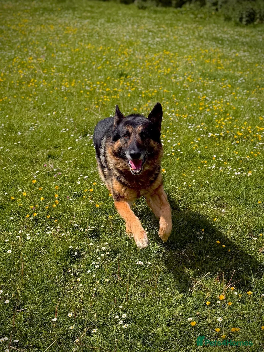 German Shepherd dogs for adoption: Kaiser - German Shepherd in Weston-super-Mare - Advert 7
