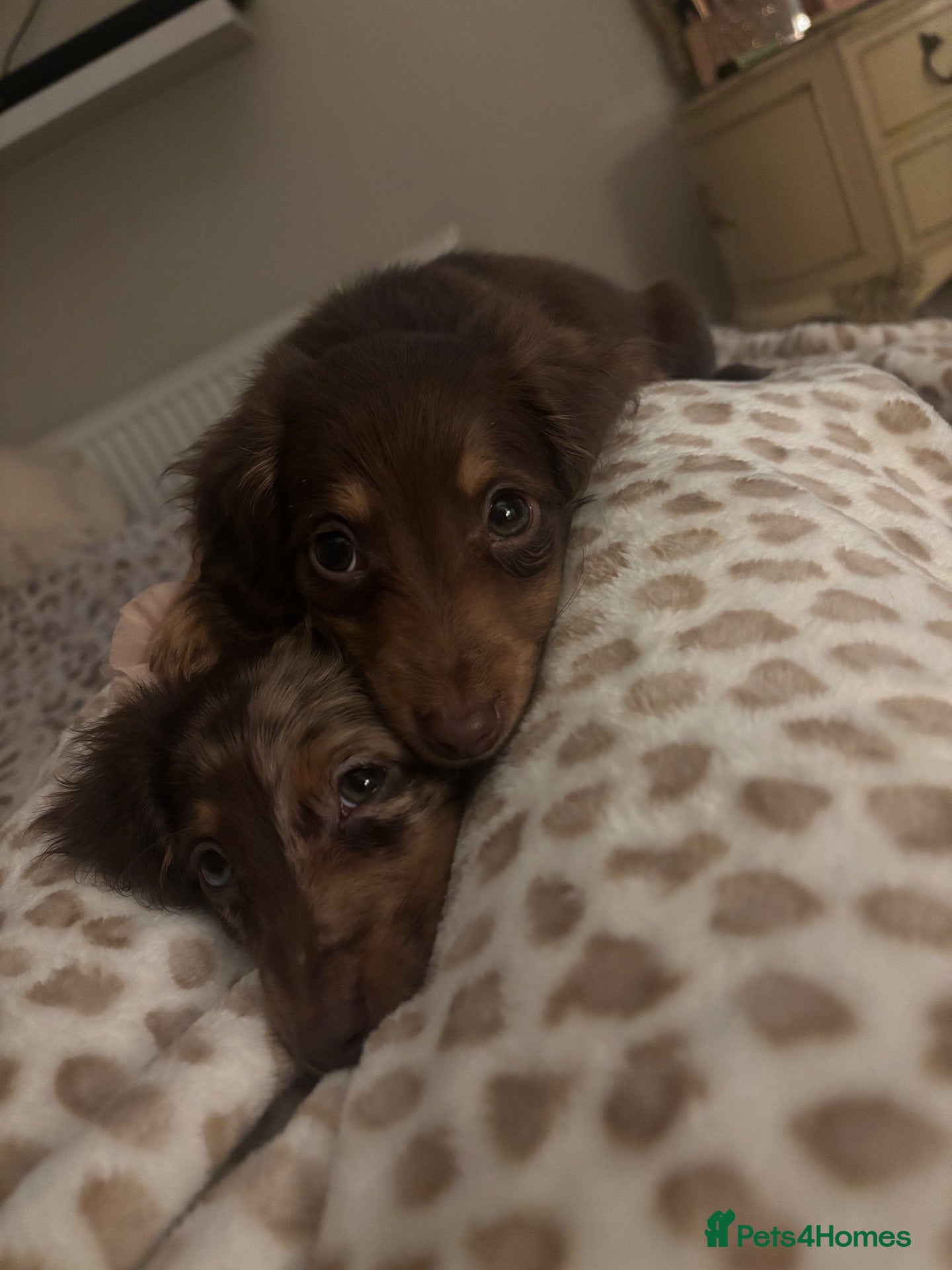 Miniature Dachshund dogs for sale: Fluffy miniature dachshund - Advert 1