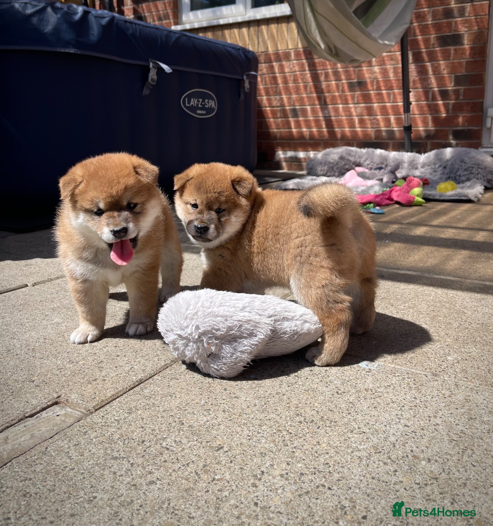Japanese Shiba Inu dogs KC registered Japanese Shiba Inu puppies - Advert 9