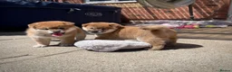 Japanese Shiba Inu dogs for sale: KC registered Japanese Shiba Inu puppies - Advert 8