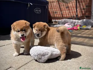 Japanese Shiba Inu dogs KC registered Japanese Shiba Inu puppies - Advert 9