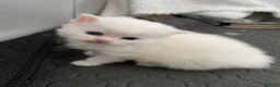 Persian cats for sale: Gorgeous Persian girls  in Stanley - Advert 9