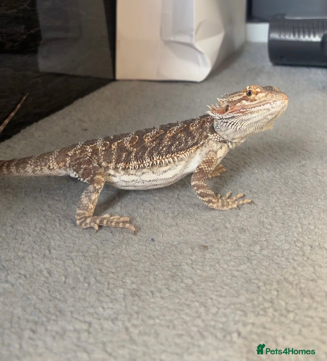 Bearded Dragon reptiles for sale: 9 month old bearded dragon for sale with vivarium - Image 1