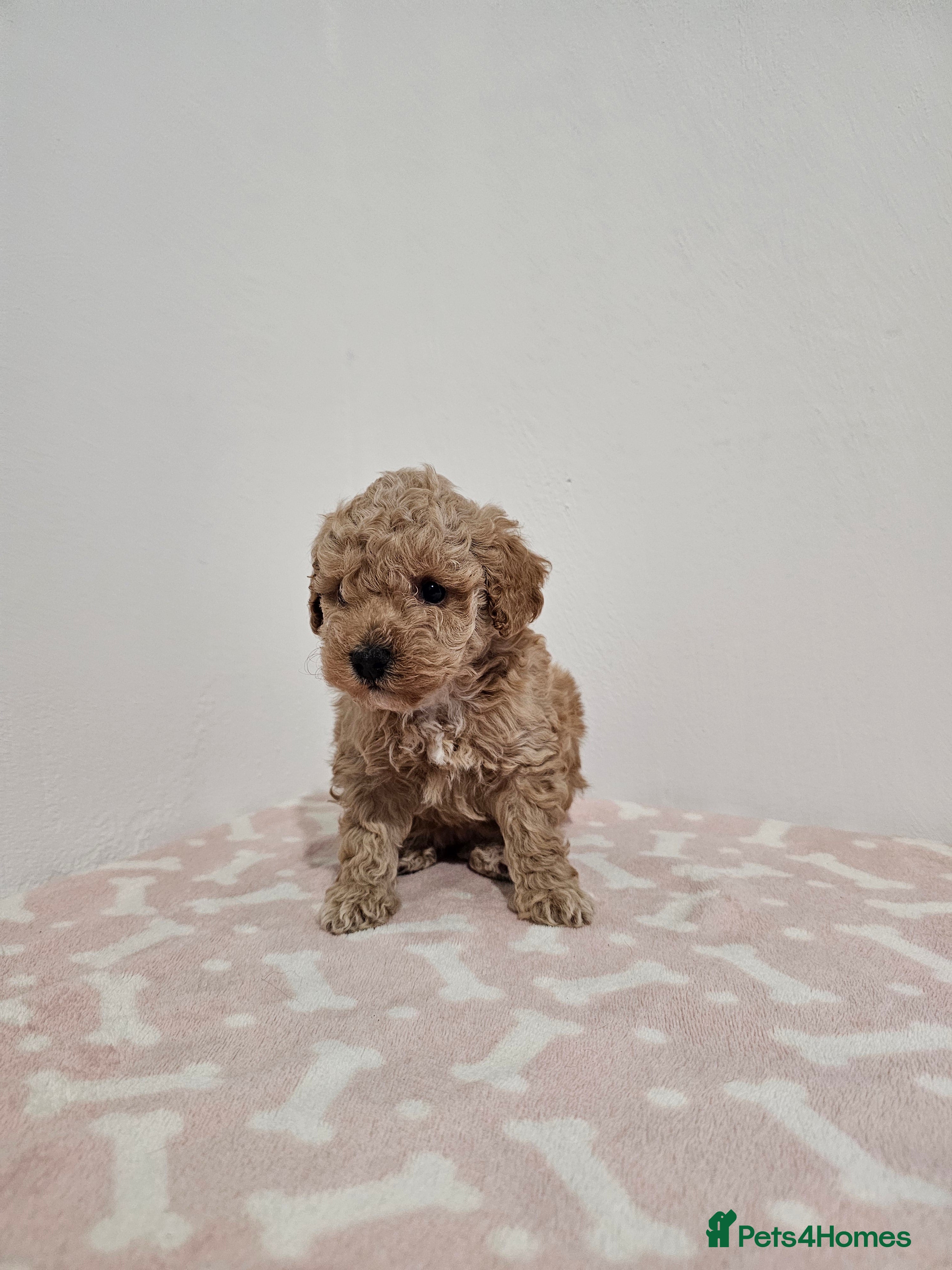 Toy Poodle dogs Toy Poodle- Red -DNA tested- KC registered - Advert 5