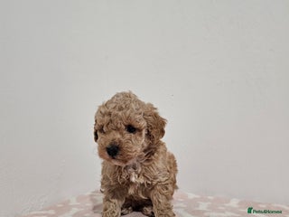 Toy Poodle dogs Toy Poodle- Red -DNA tested- KC registered - Advert 5