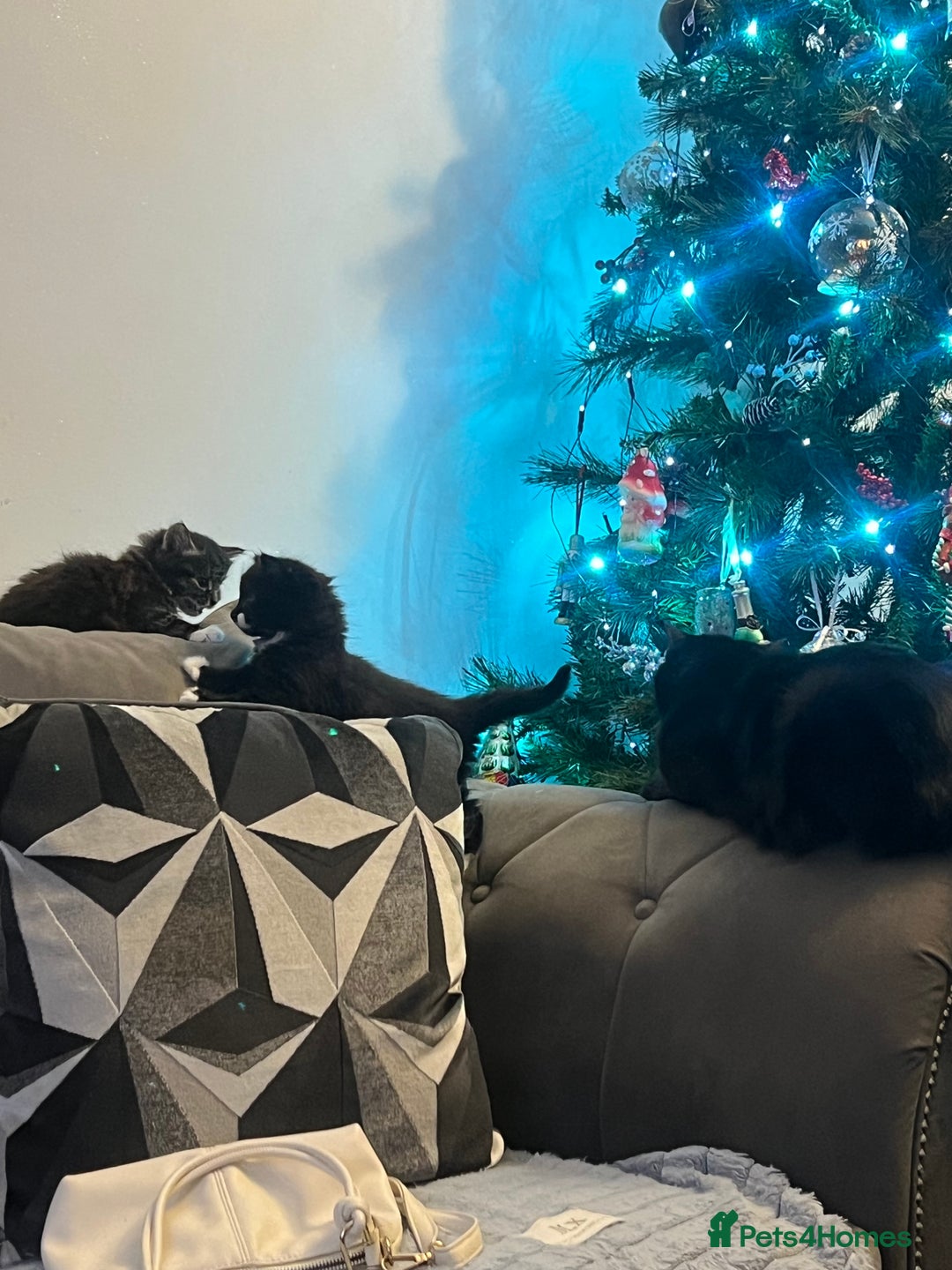 Mixed Breed cats for sale: 🐾 Two Kittens Looking for a Loving Home 🐾 - Advert 3