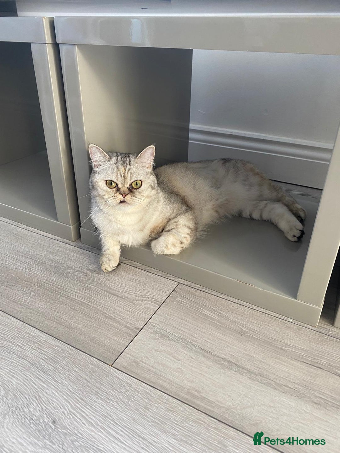 Mixed Breed cats for sale: Rare Female Persian X British Shorthair Cat - Image 5