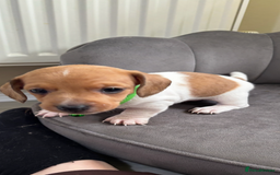 Miniature Dachshund dogs for sale: Stunning mini sausages  - Image 8