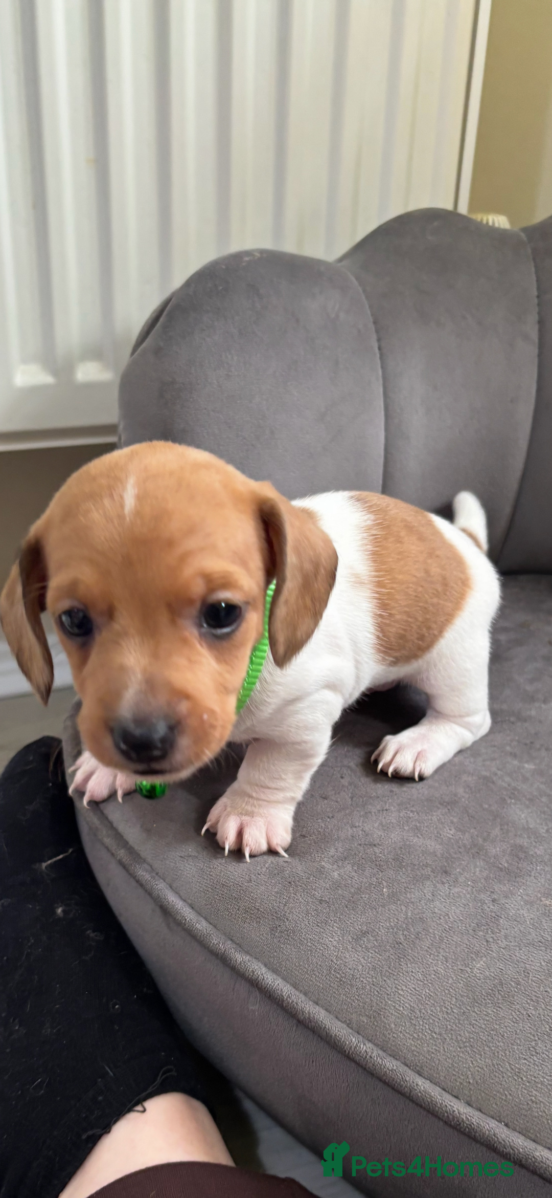 Miniature Dachshund dogs for sale: Stunning mini sausages  - Image 8