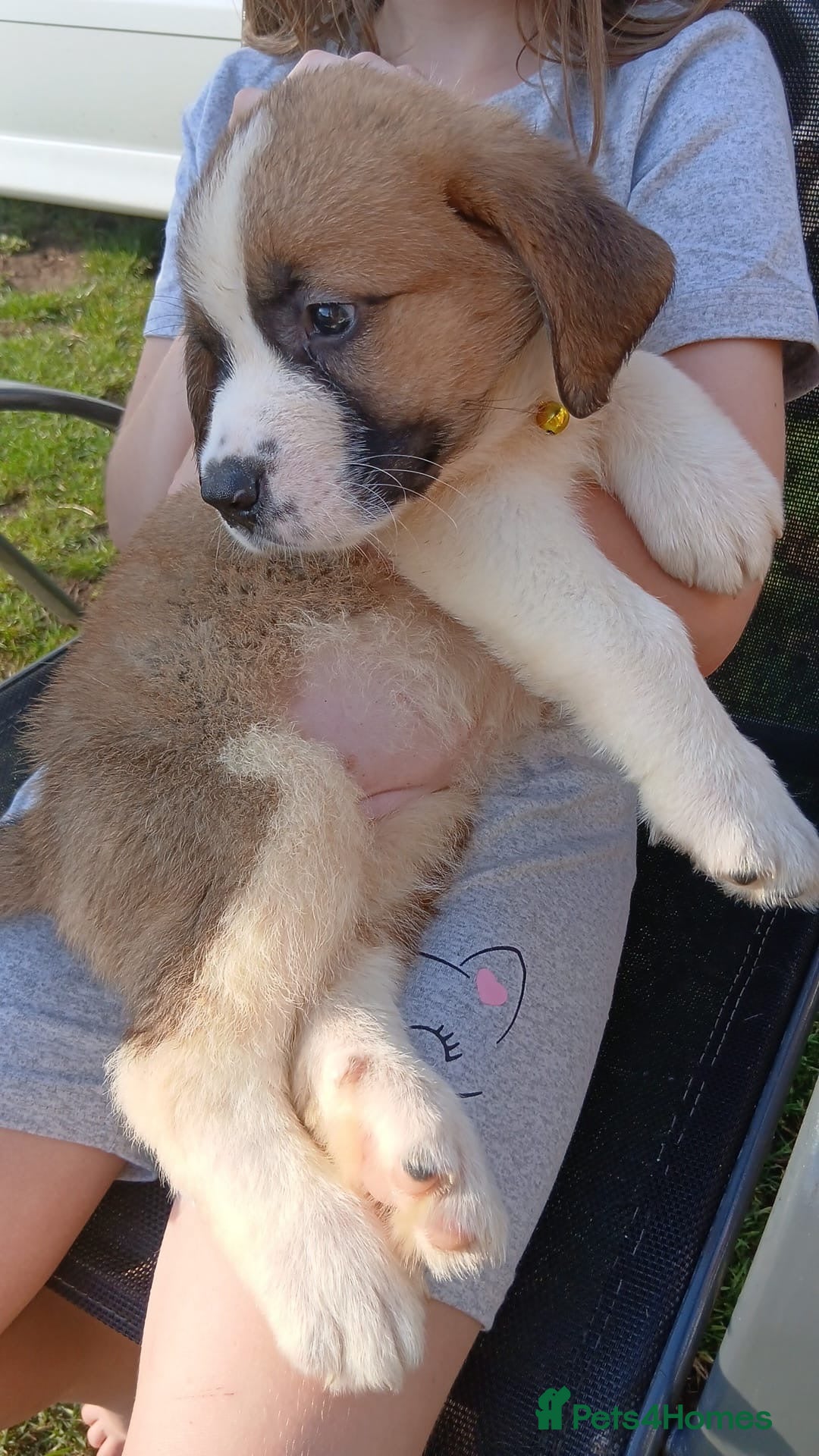 Saint Bernard dogs for sale: Saint Bernard puppies  - Image 6
