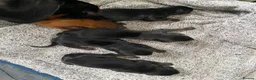 Dobermann dogs for sale: 9 Doberman’s  in Newport - Advert 2