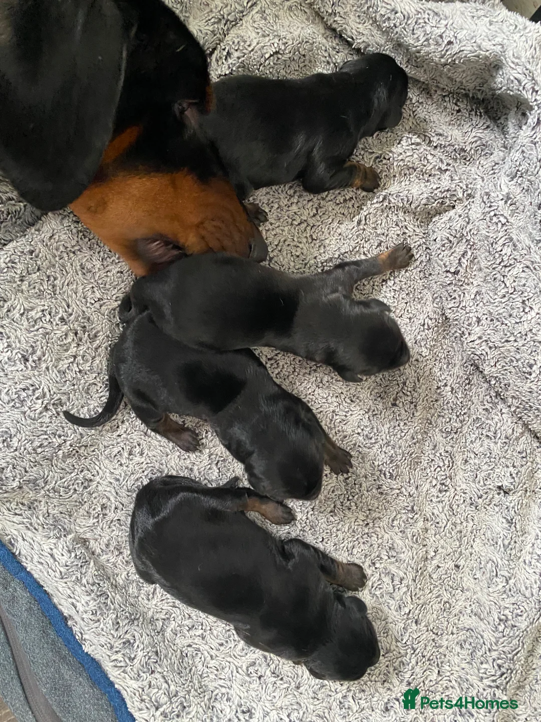 Dobermann dogs for sale: 9 Doberman’s  in Newport - Advert 2
