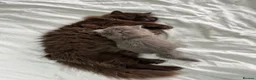 British Longhair cats for sale: Luxury British Longhair Kitten | TICA Registered - Advert 6