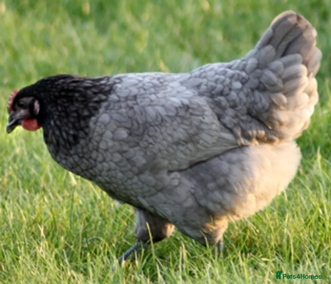 Chickens poultry for sale: Chickens for sale - variety of colours - Advert 1
