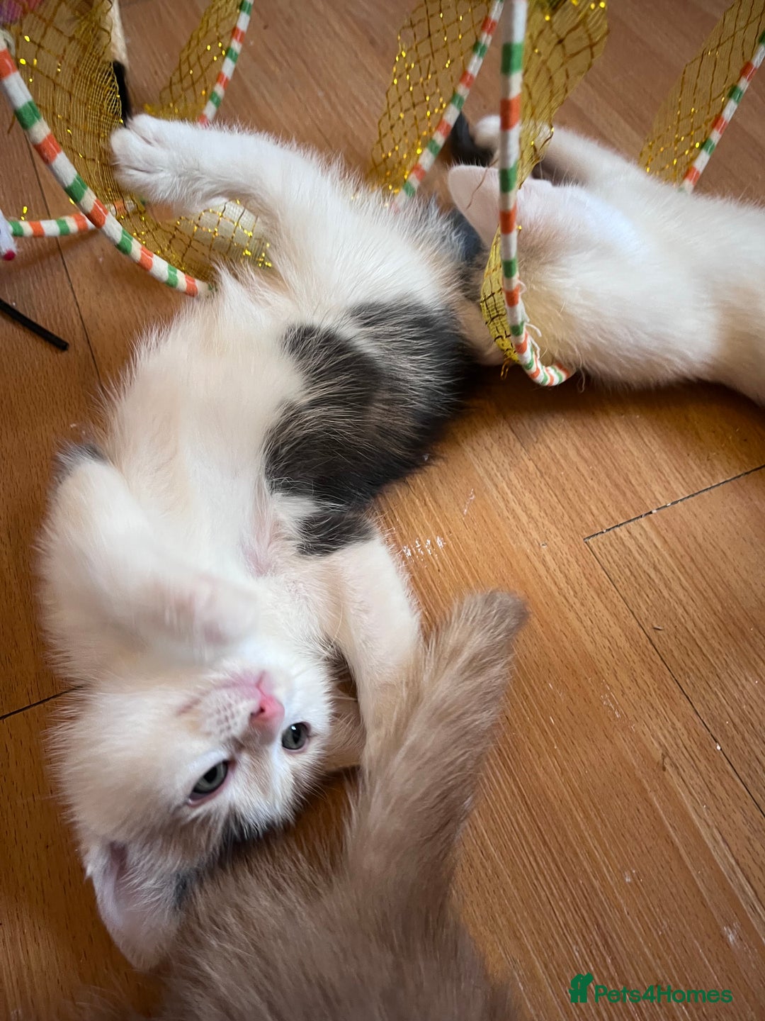 Mixed Breed cats for sale: Beautiful friendly kittens  - Advert 2