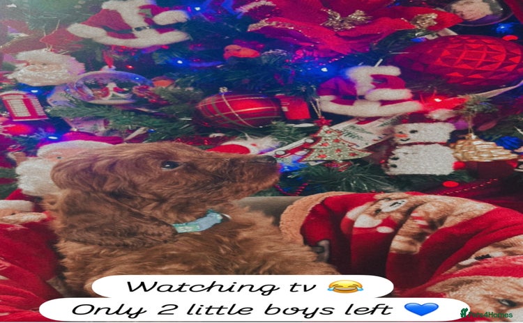 Cockapoo dogs FOX RED COCKAPOOS ⭐️⭐️ - Advert 3