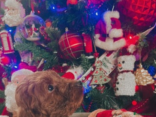 Cockapoo dogs FOX RED COCKAPOOS ⭐️⭐️ - Advert 3