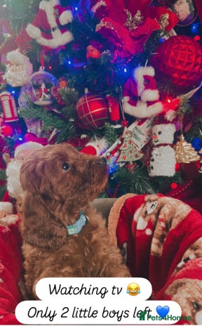 Cockapoo dogs FOX RED COCKAPOOS ⭐️⭐️ - Advert 3