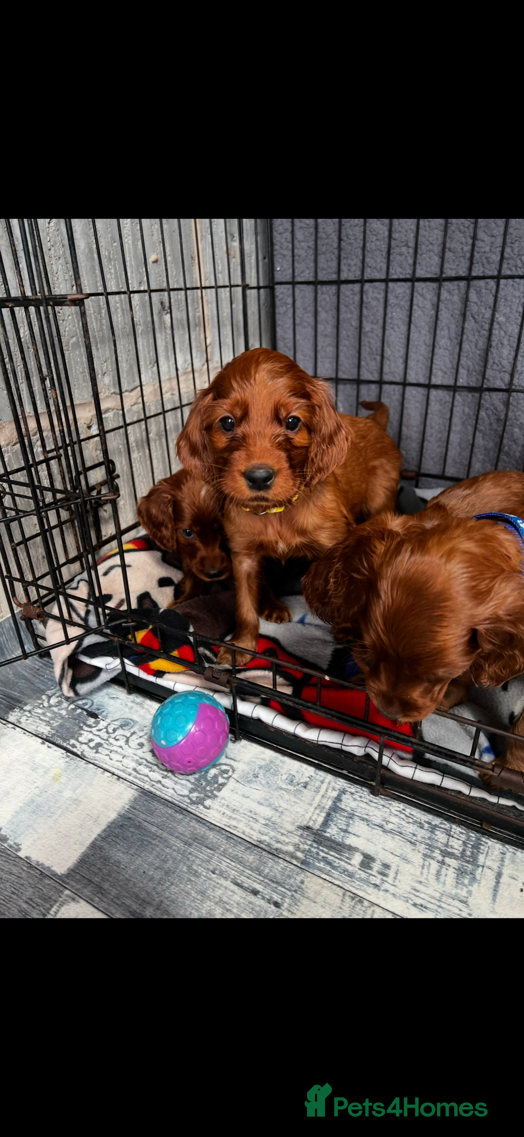 Irish Setter dogs for sale: ❤️🇮🇪Irish setter pups🇮🇪❤️ - Advert 9