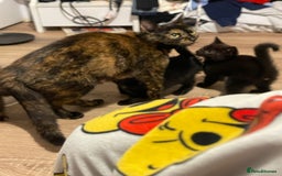 Mixed Breed cats for sale: 3 kittens for sale.  - Image 6