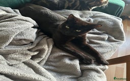 British Shorthair cats for sale: Male Adult Black British shorthair cat - Image 5